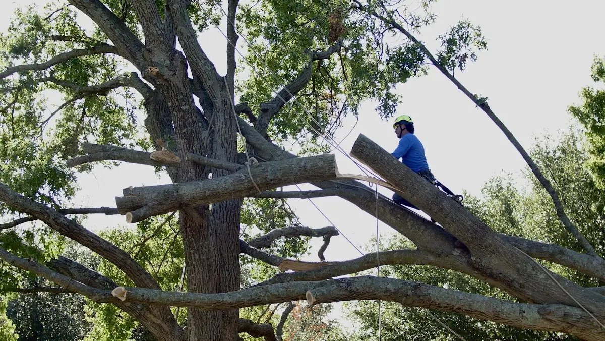 Professional Crown Thinning performed by certified arborists in Schulter