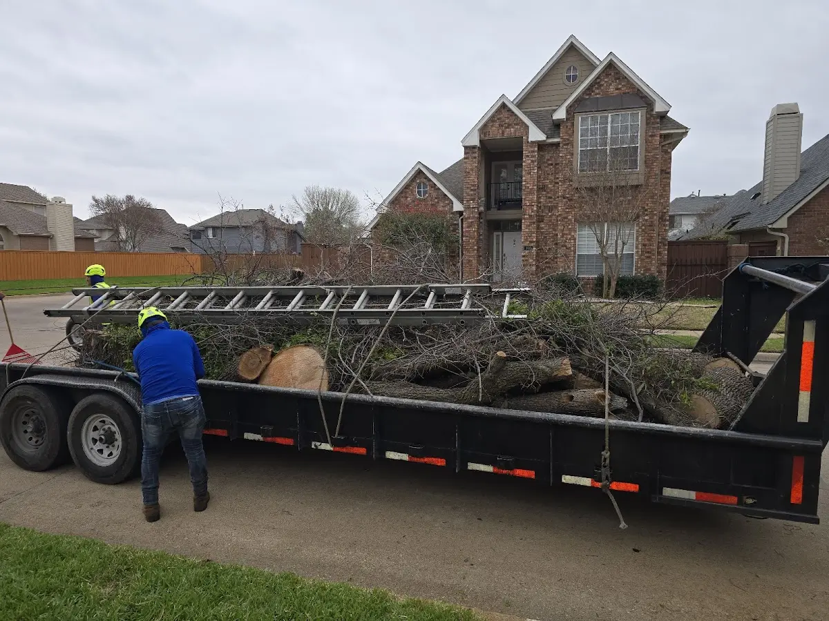 Expert Tree Pest Control with proper safety equipment in Schulter